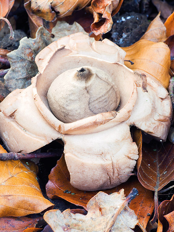 Champignon étoile