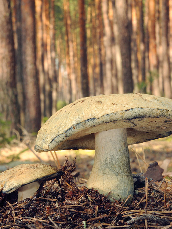 Champignon bolet