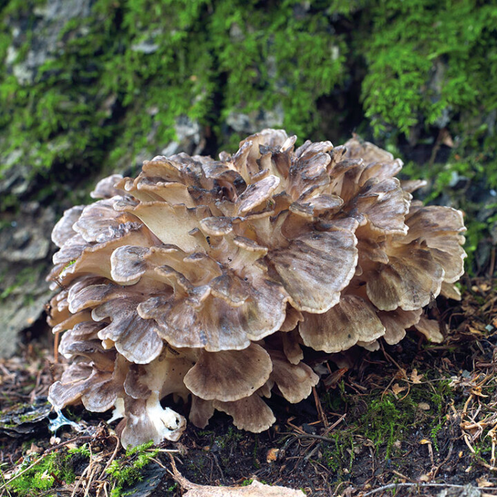 Un chapeau et un pied avec pores décurrents de couleur blanc