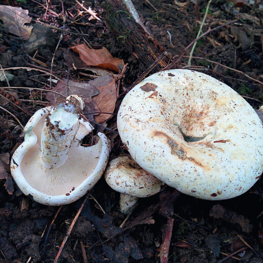 Champignon poivré
