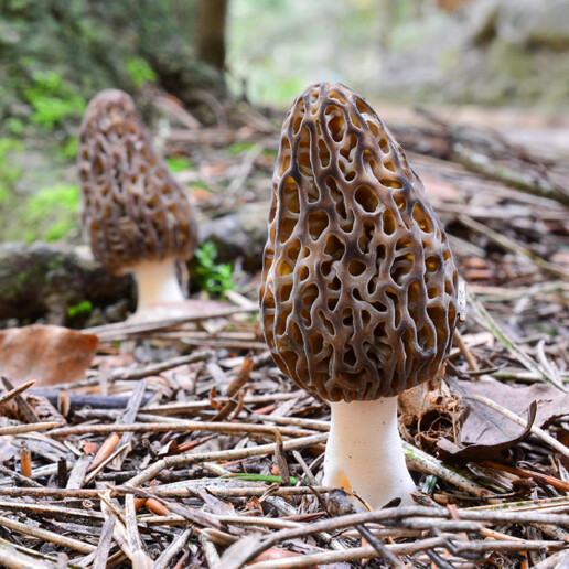 Champignon morille conique noire excellent comestible