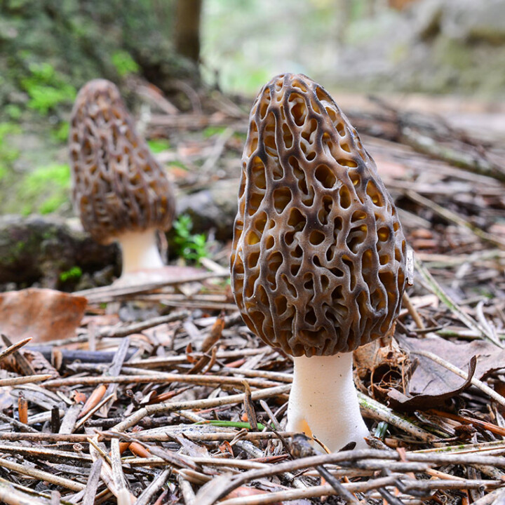 Champignon morille conique noire excellent comestible
