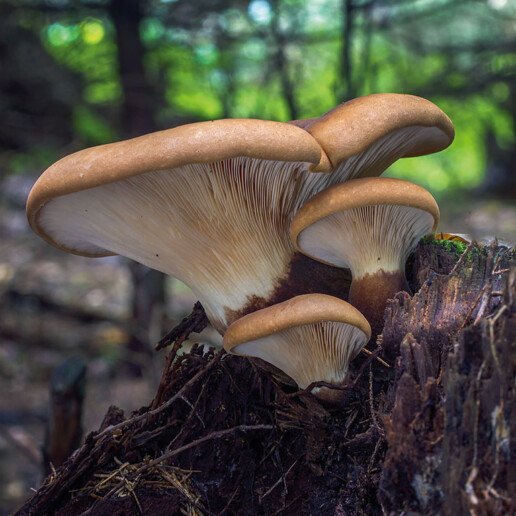 Paxille a pied noir Identification champignon : un chapeau et un pied avec lames décurrentes