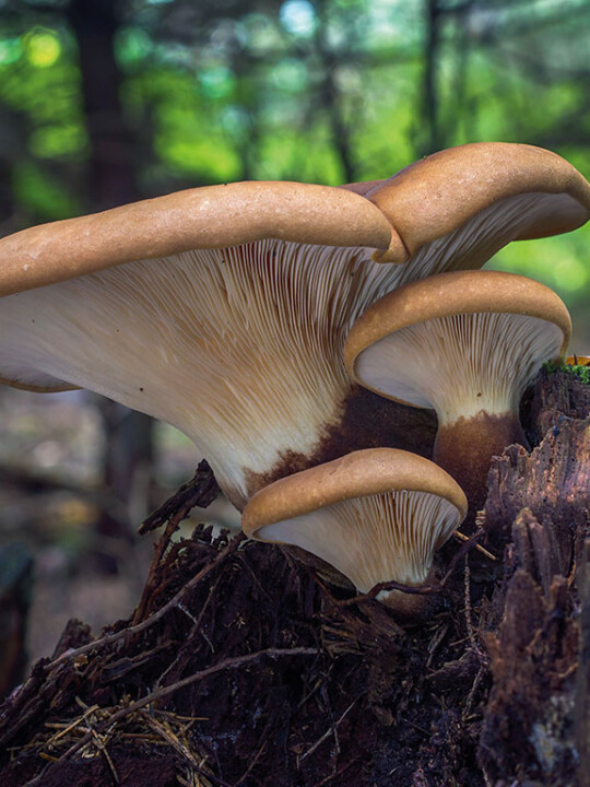 Paxille a pied noir Identification champignon : un chapeau et un pied avec lames décurrentes