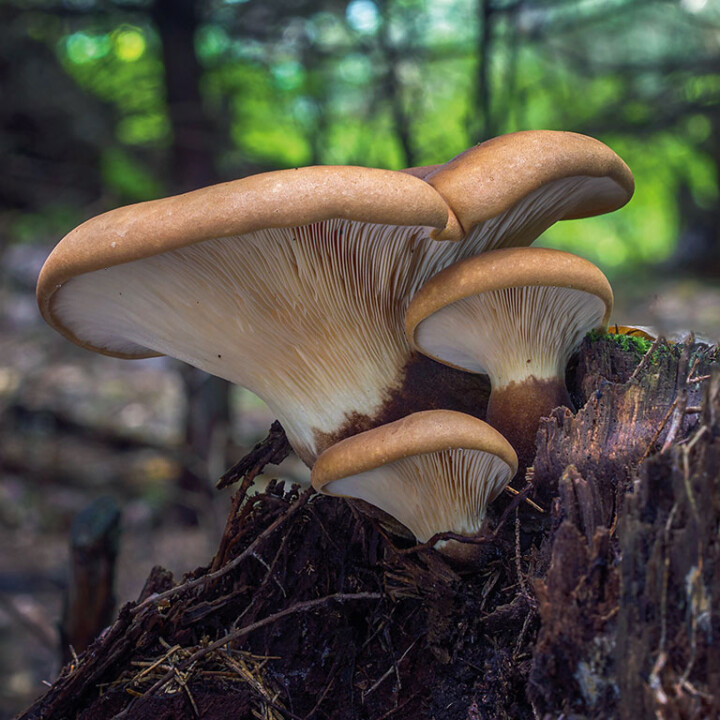Paxille a pied noir Identification champignon : un chapeau et un pied avec lames décurrentes