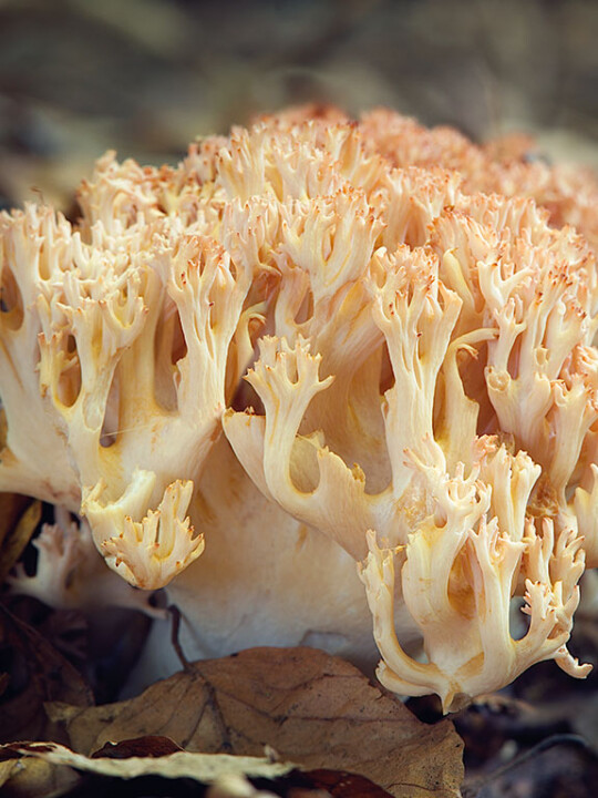 Champignon clavaire