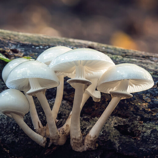 Champignon visqueux