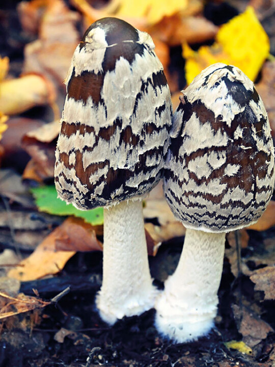 Champignon coprin