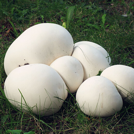 Champignon géant
