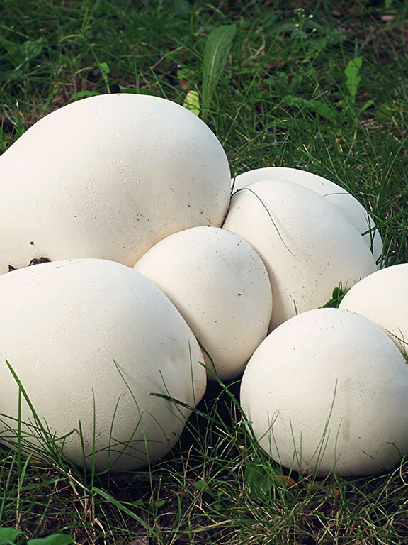 Champignon géant