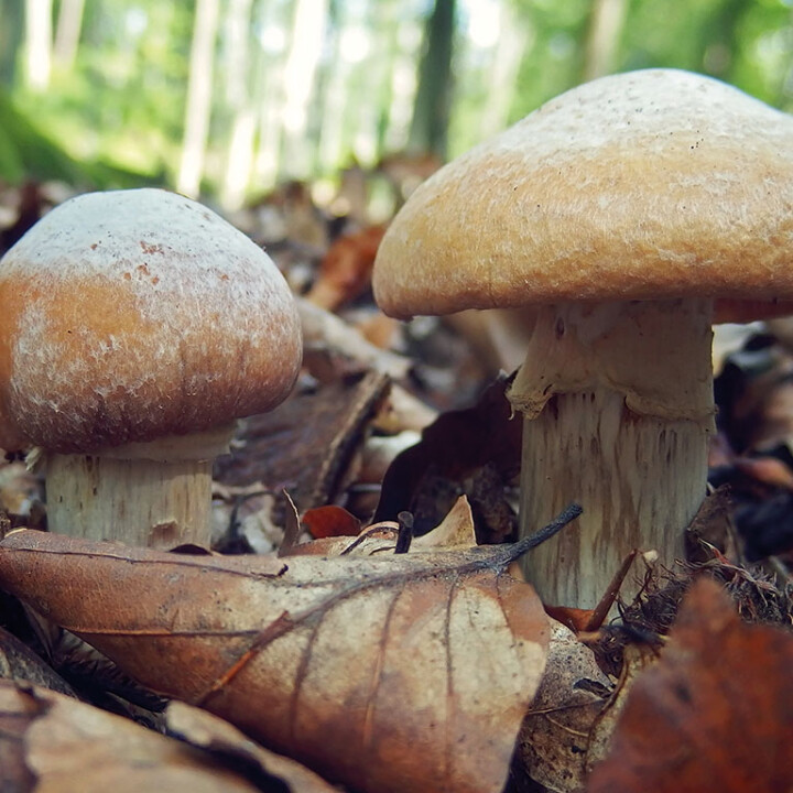 Pholiote ridé -Champignon : un chapeau et un pied à lames adnés de couleur beiges