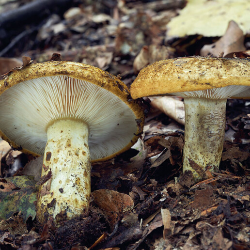 Champignon lactaire