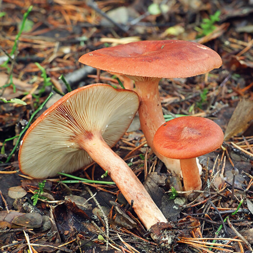 Champignon lactaire