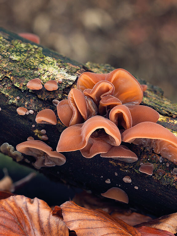 Champignon noir