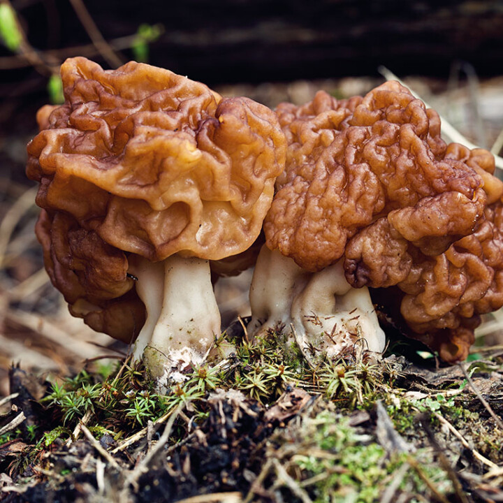 Champignon cerveau