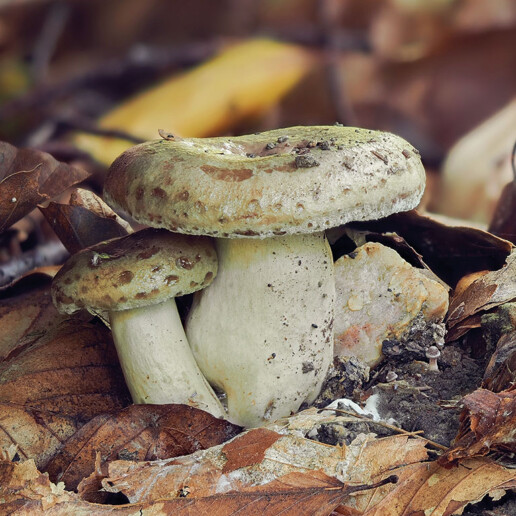 Champignon lactaire