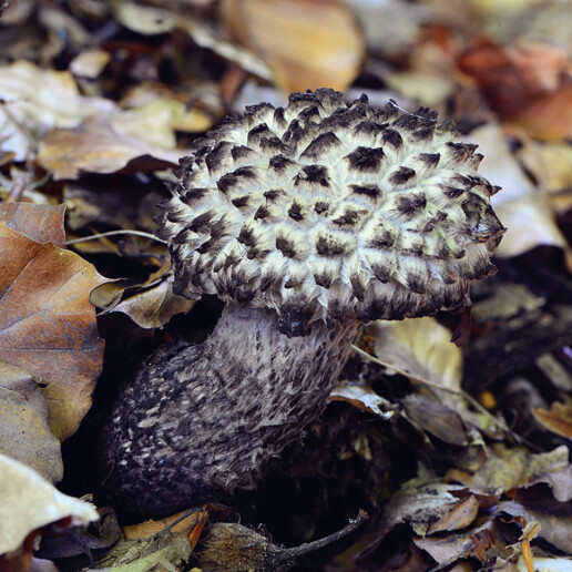 Bolet pomme de pin Un chapeau et un pied avec pores adnés ou échancrées de couleur gris