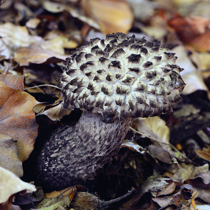 Bolet pomme de pin Un chapeau et un pied avec pores adnés ou échancrées de couleur gris
