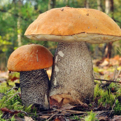 Champignon bolet