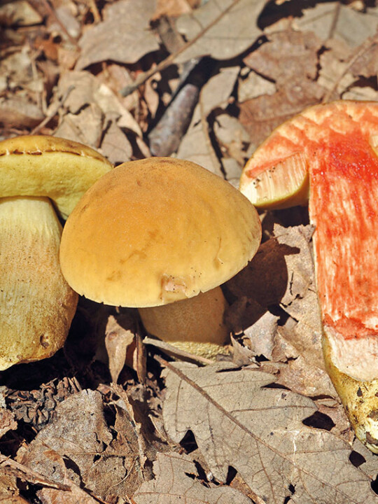 Champignon bolet