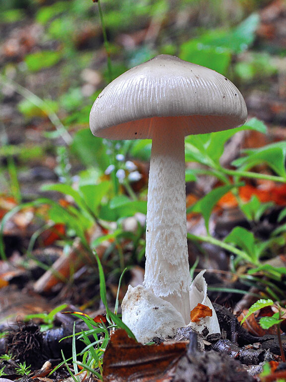 Champignon amanite