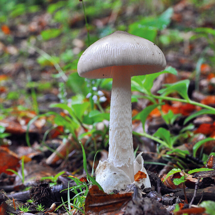Champignon amanite