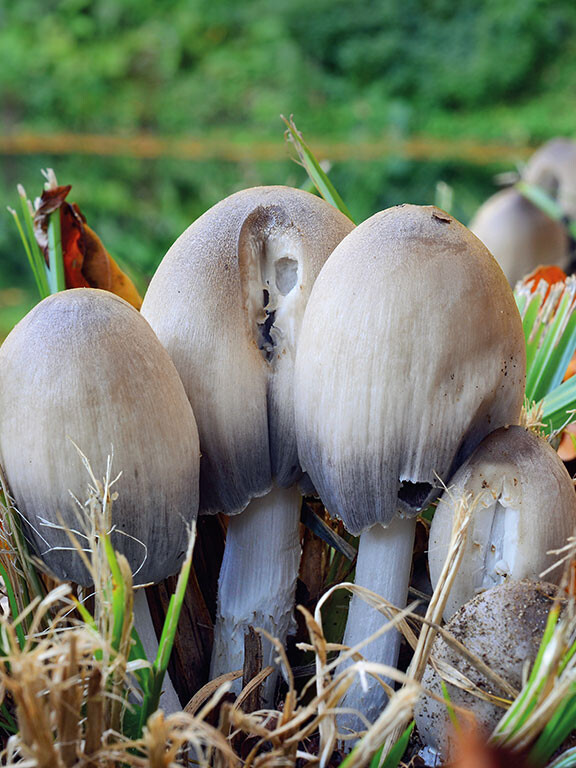 Champignon coprin