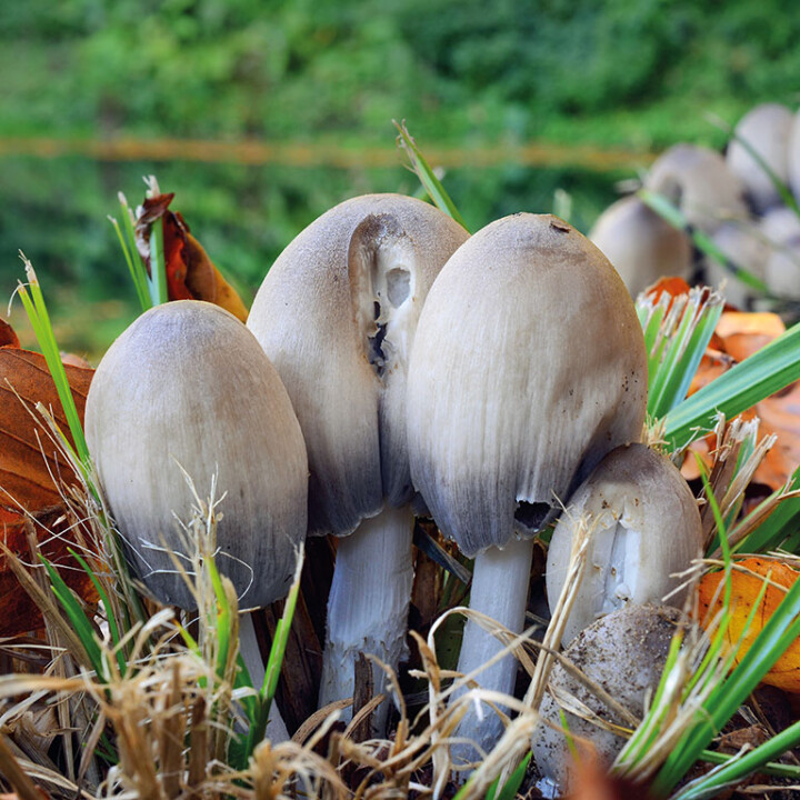 Champignon coprin
