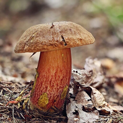 Bolet à pied rouge (neoboletus erythropus) : champignon très bon comestible en foret