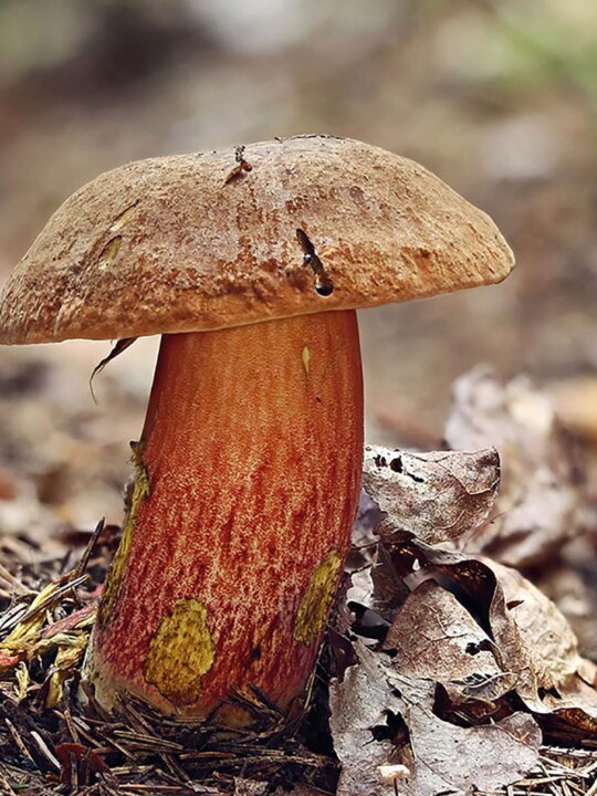 Bolet à pied rouge (neoboletus erythropus) : champignon très bon comestible en foret