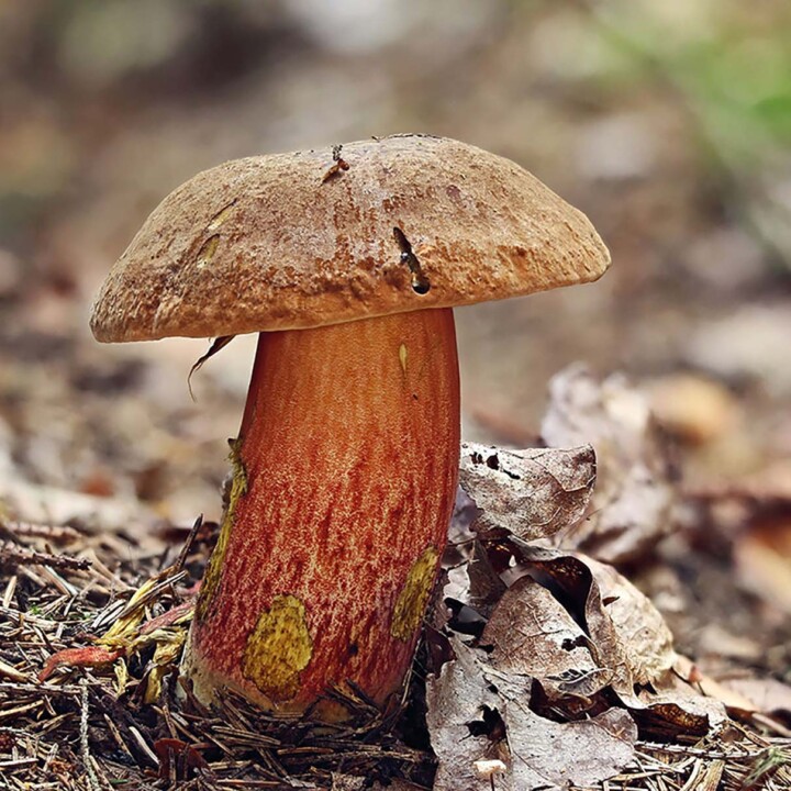 Bolet à pied rouge (neoboletus erythropus) : champignon très bon comestible en foret