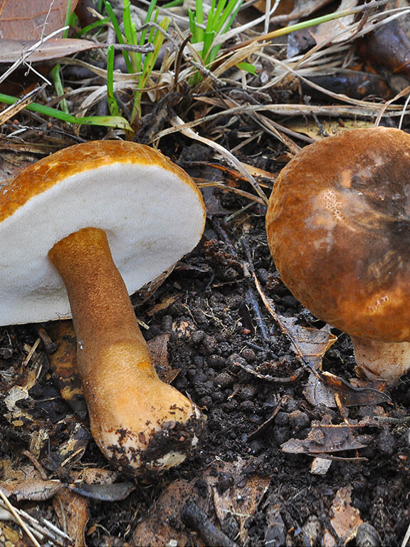 Champignon bolet
