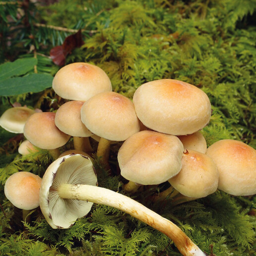 Champignon : un chapeau et un pied à lames adnés de couleur verdâtres