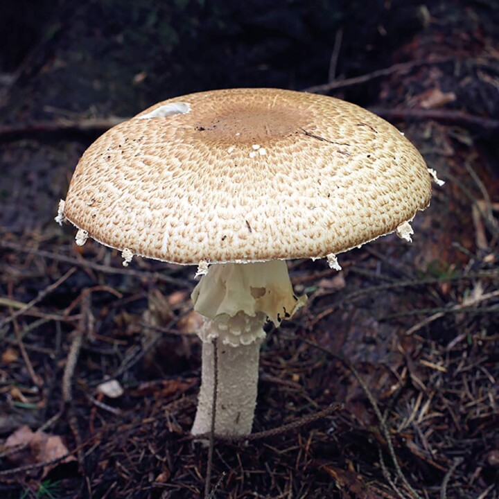 Champignon Agaric Auguste