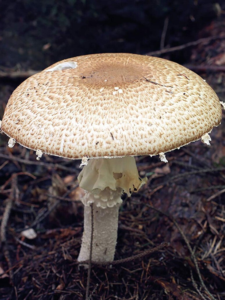 Champignon Agaric Auguste
