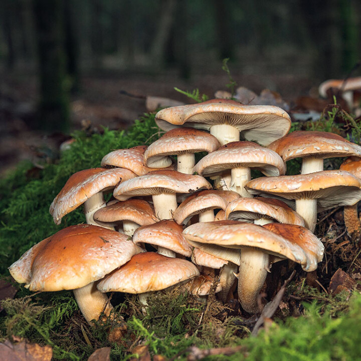 Champignon en touffe