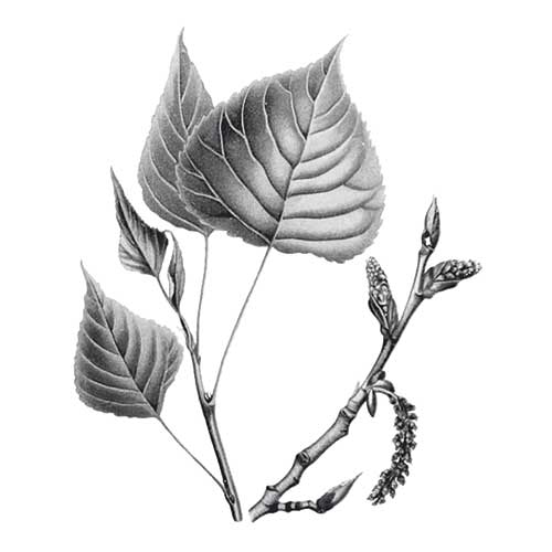 Sous quels peupliers se trouvent quels champignons ?