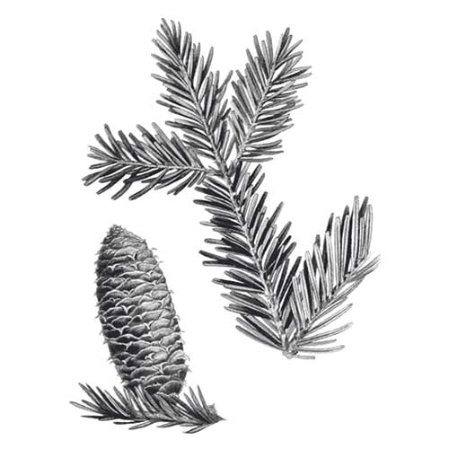 Sous quels sapins se trouvent quels champignons ?
