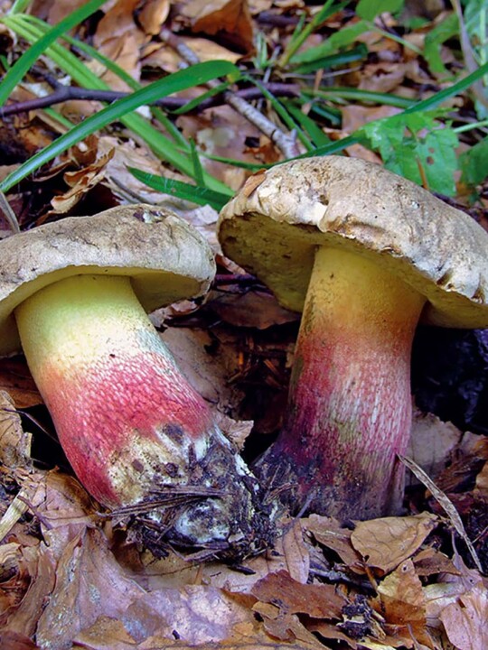Bolet à beau pied (caloboletus calopus) : champignon à rejeter en foret
