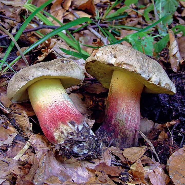 Bolet à beau pied (caloboletus calopus) : champignon à rejeter en foret