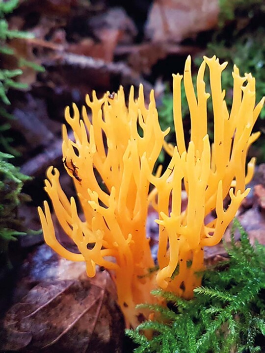 Calocère visqueuse (calocera viscosa) : champignon à rejeter en foret