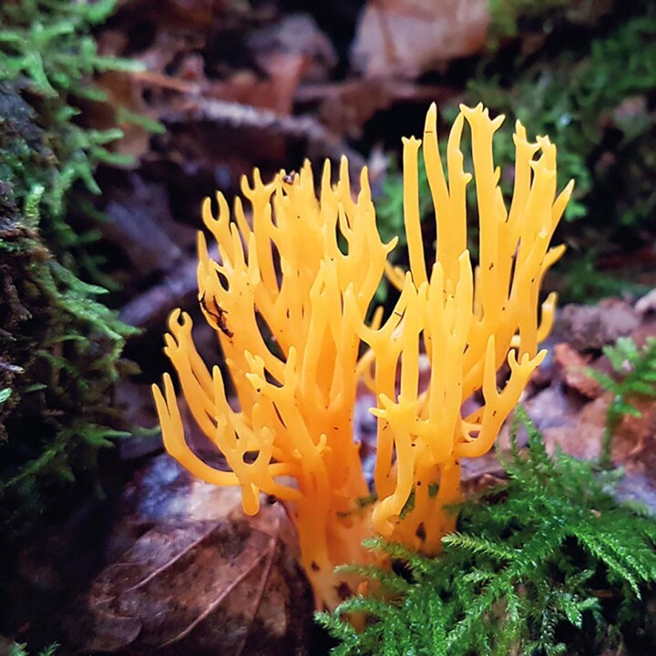 Calocère visqueuse (calocera viscosa) : champignon à rejeter en foret