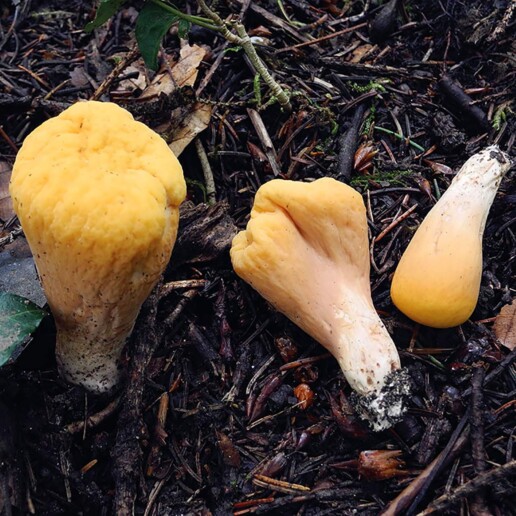 Champignon clavaire tronquée