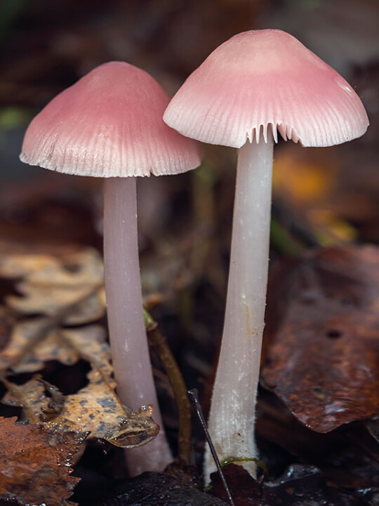 Champignon Mycène rose