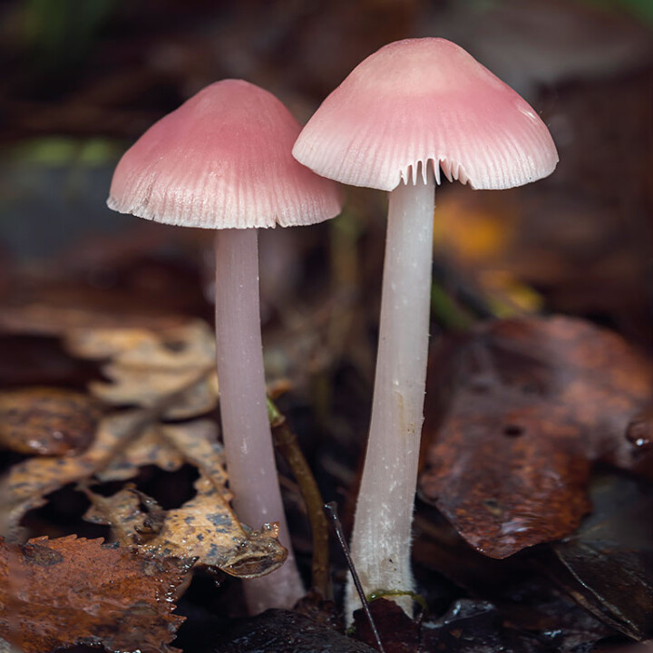 Champignon Mycène rose