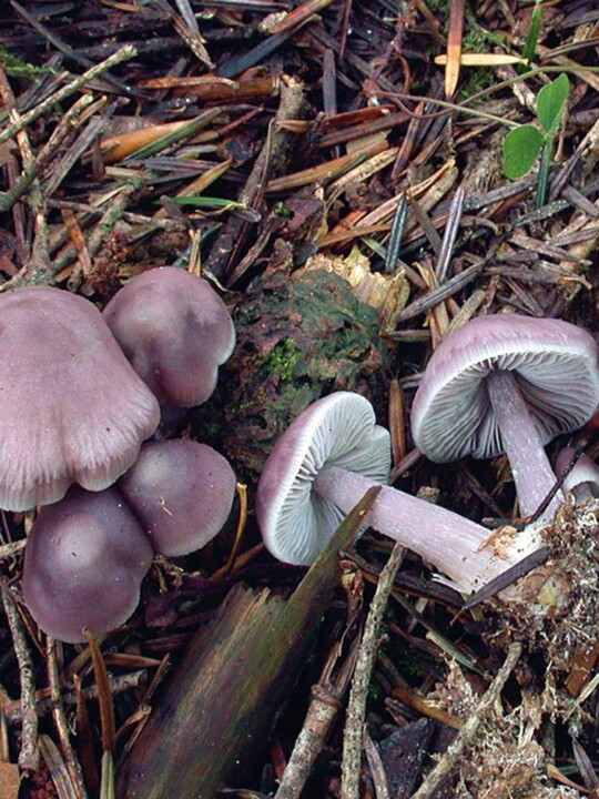Champignon Mycène pure