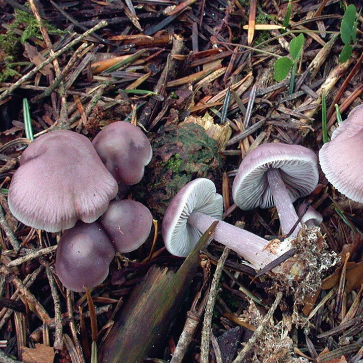 Champignon Mycène pure