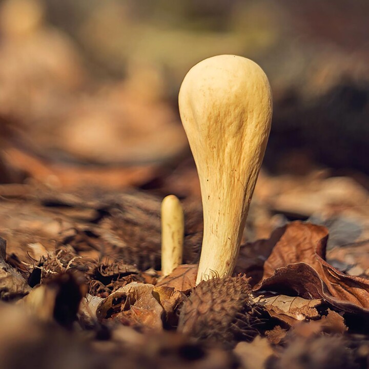 Champignon clavaire en pilon