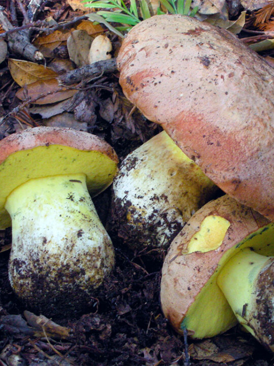 Champignon pores jaunes
