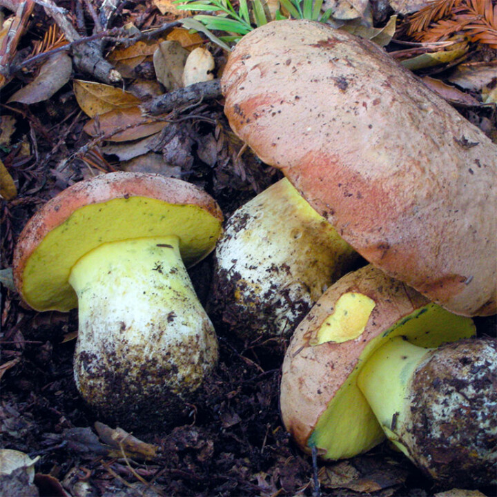 Champignon pores jaunes